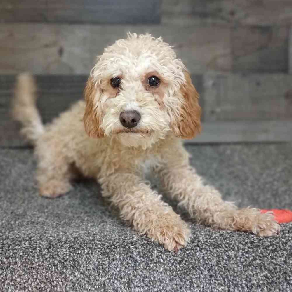 Image of a pet breed in the gallery