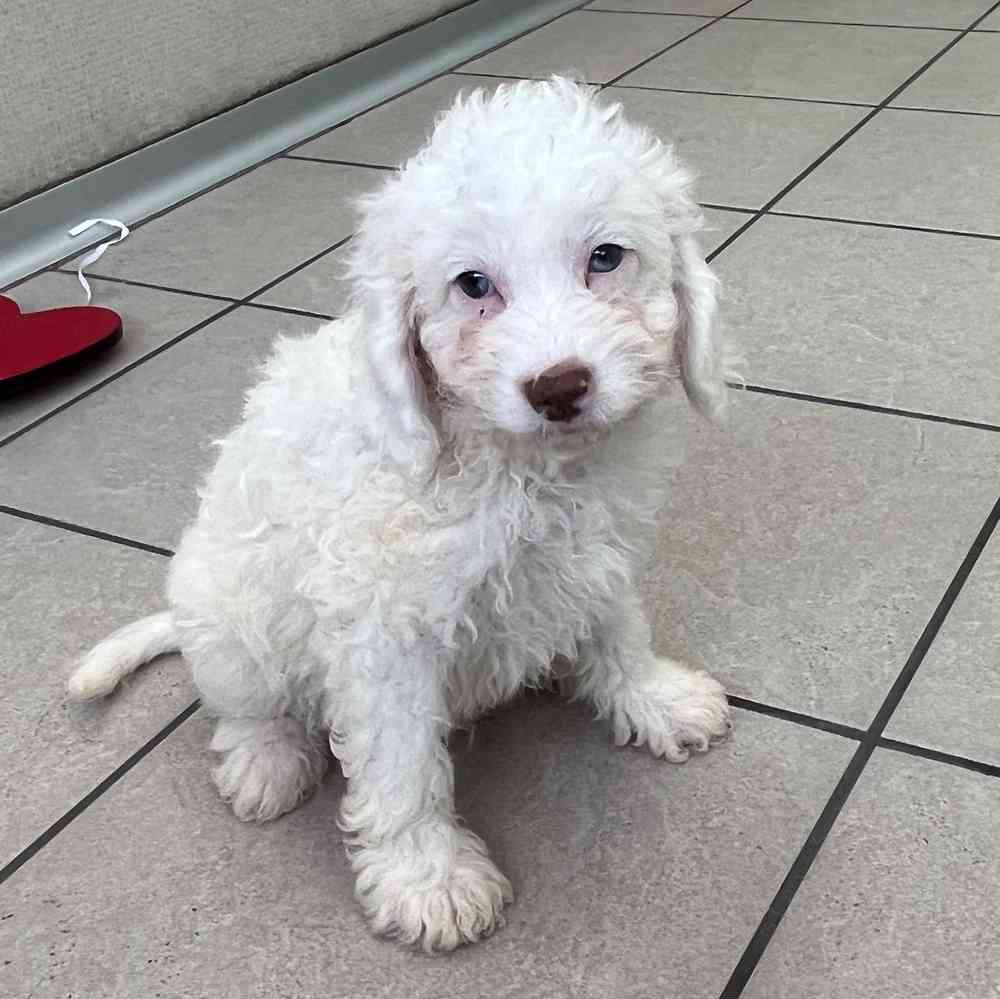 Cavapoo