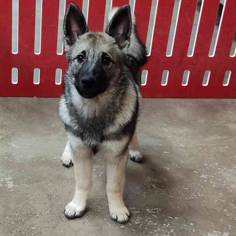 German shepherd sales elkhound mix puppies