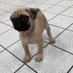 Pug