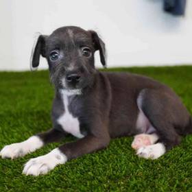 Italian Greyhound-Mini Schnauzer
