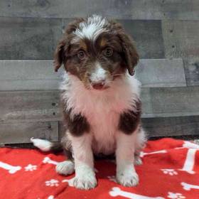 Aussiedoodle