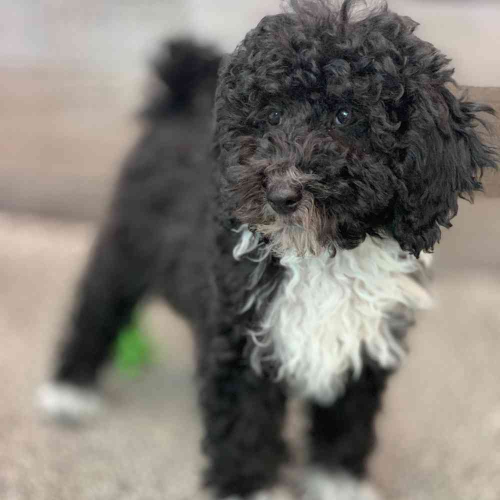 Mini Bernedoodle