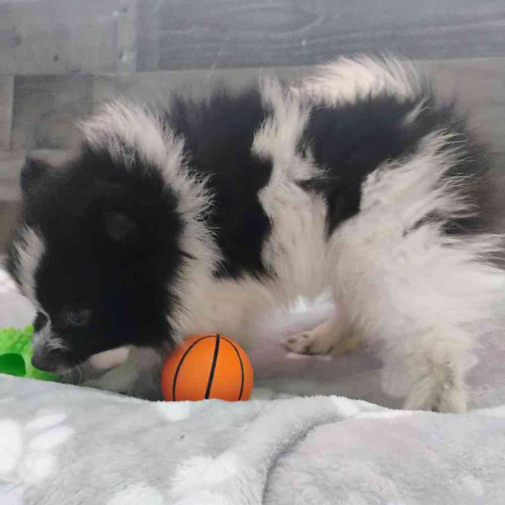 Male Pomeranian Puppy for Sale in Troy, MI