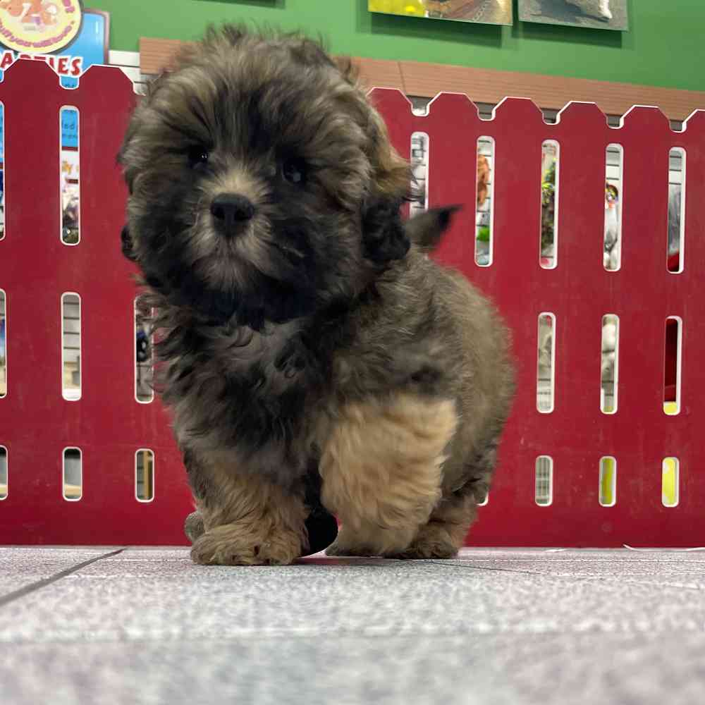 Shihpoo