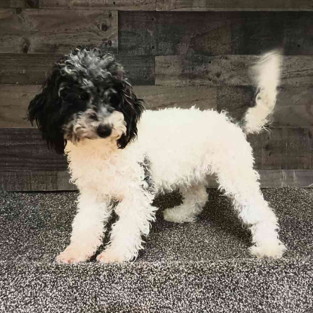 Female Cavapoo Puppy for Sale in Troy, MI