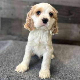 Cocker Spaniel