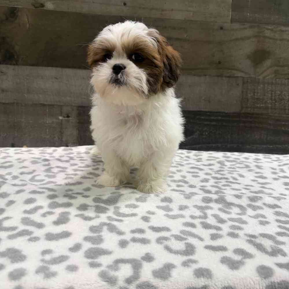 Image of a pet breed in the gallery