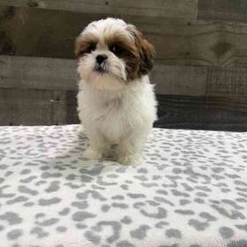 Shih Tzu
