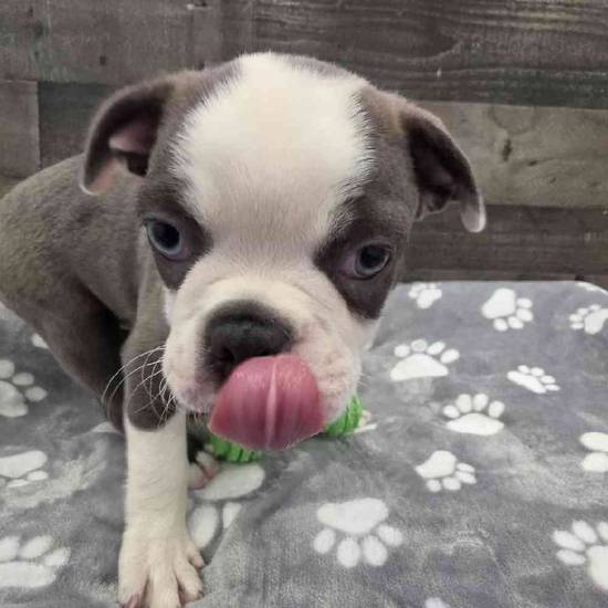 Caesar