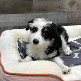 Aussiedoodle