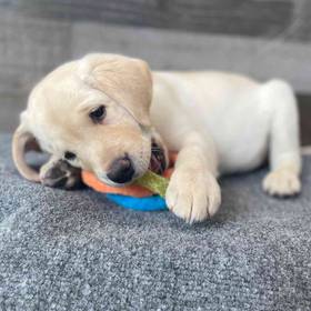Labrador Retriever
