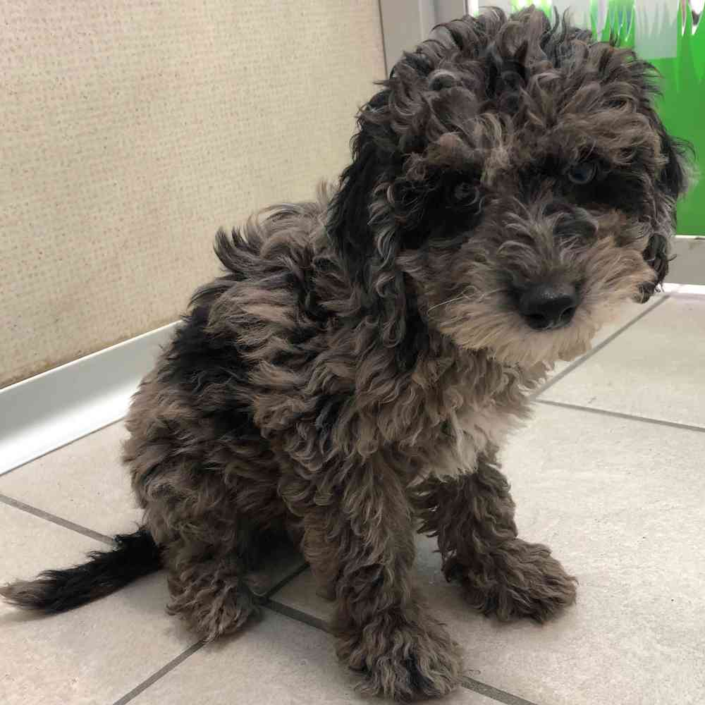 Cinnamon micro poodle hot sale female for sale
