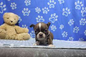 Boston Terrier