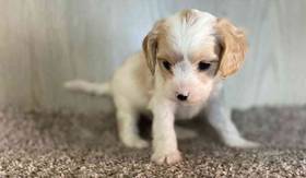Cavapoo