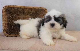 Shih Tzu-Bichon