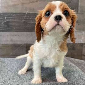 Cavalier King Charles Spaniel
