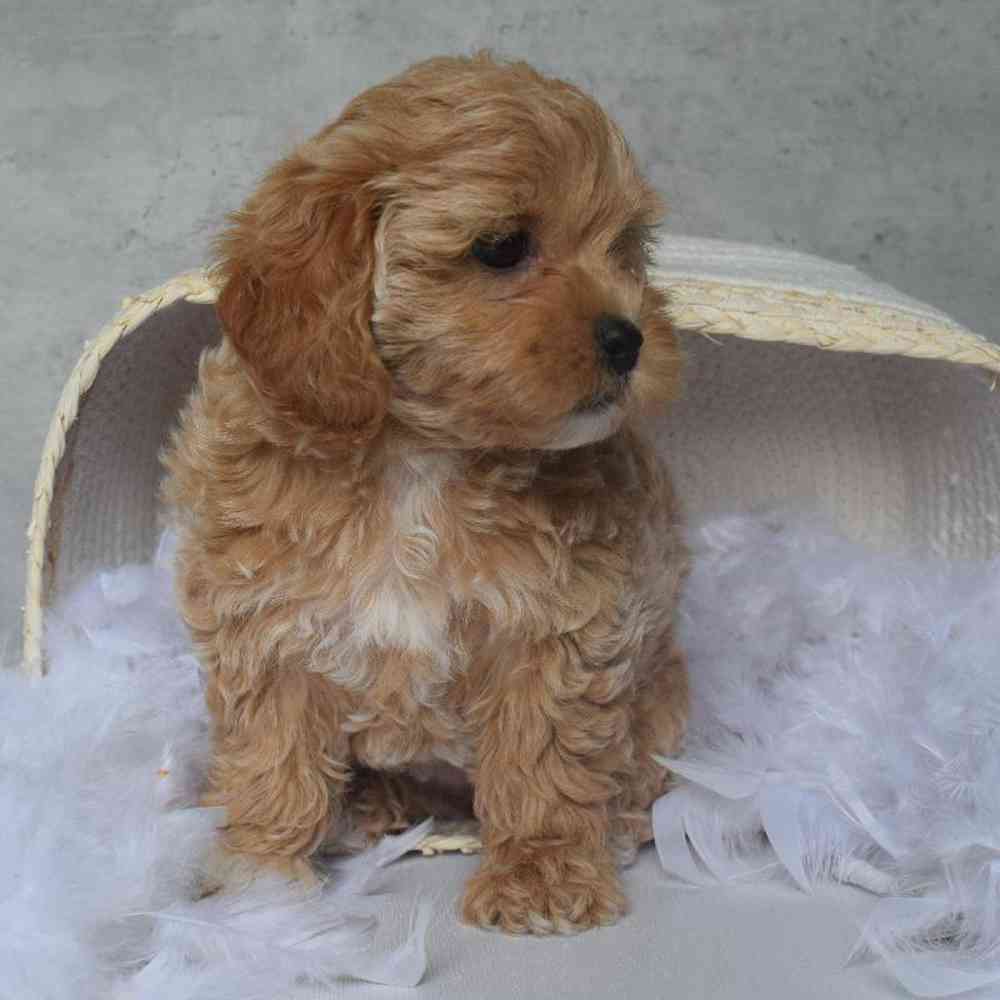 Female Shipoo Puppy for sale