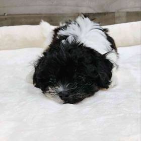 Shih Tzu-Bichon
