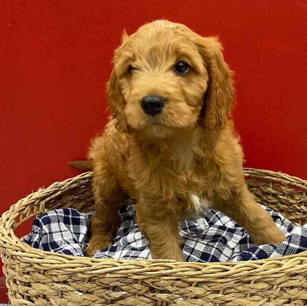 Male Cava Doodle Puppy for sale