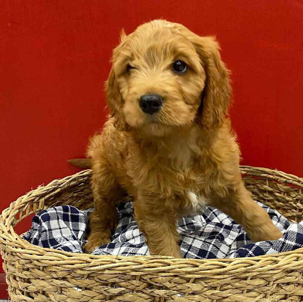 Male Cava Doodle Puppy for sale