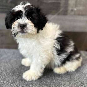 Shih Tzu-Bichon