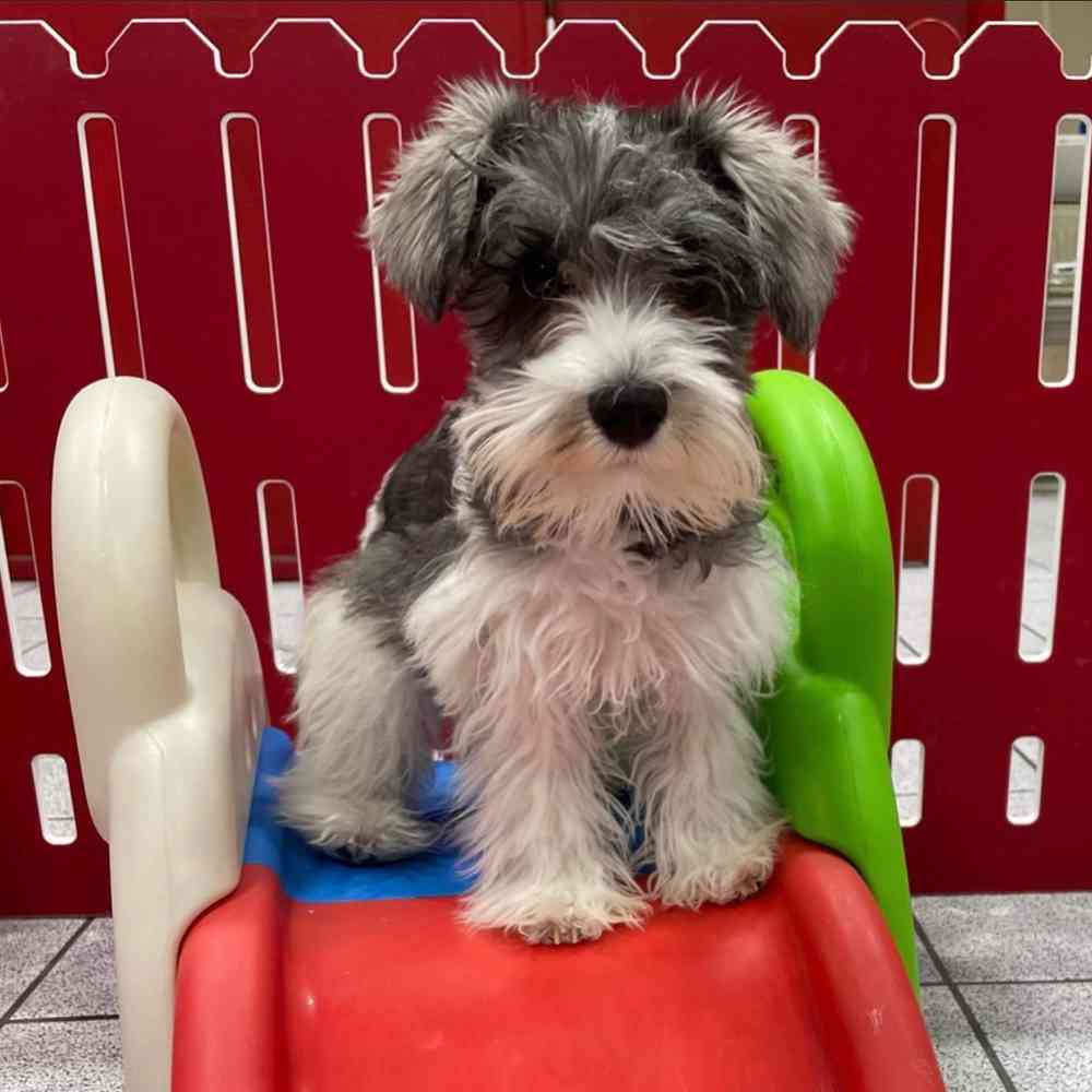 Schnauzer near me for hot sale sale
