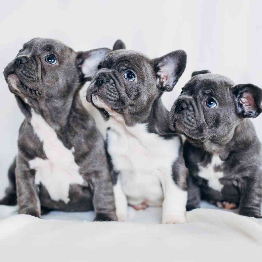 Mini bulldogs for sale in michigan 2025