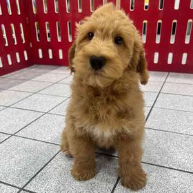 Mini Aussiedoodle