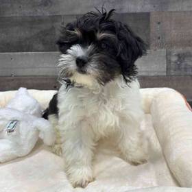 Shih Tzu-Bichon