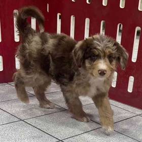 Mini Aussiedoodle