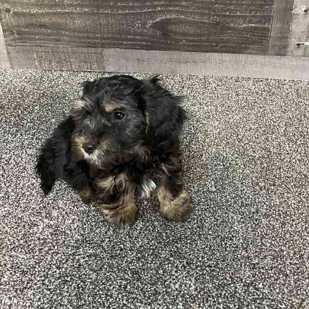 Male Yorkie-Poo Puppy for Sale in Troy, MI