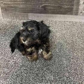 Yorkie-Poo