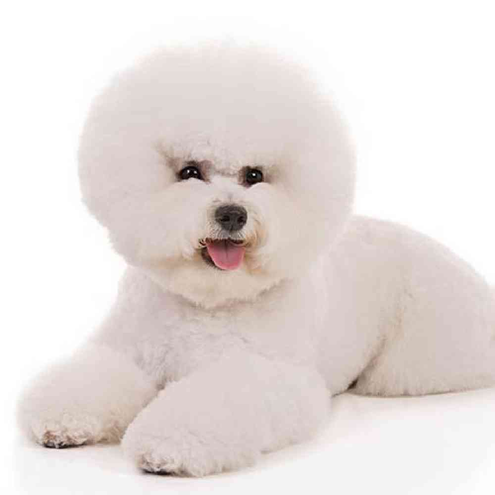 Information on Bichon Frise Puppies for Sale in Michigan