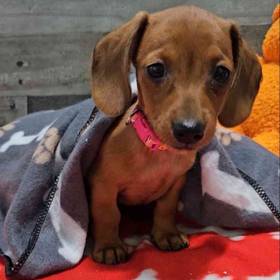 Dachshund