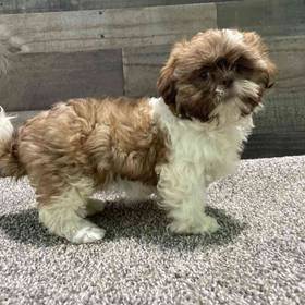 Shih Tzu