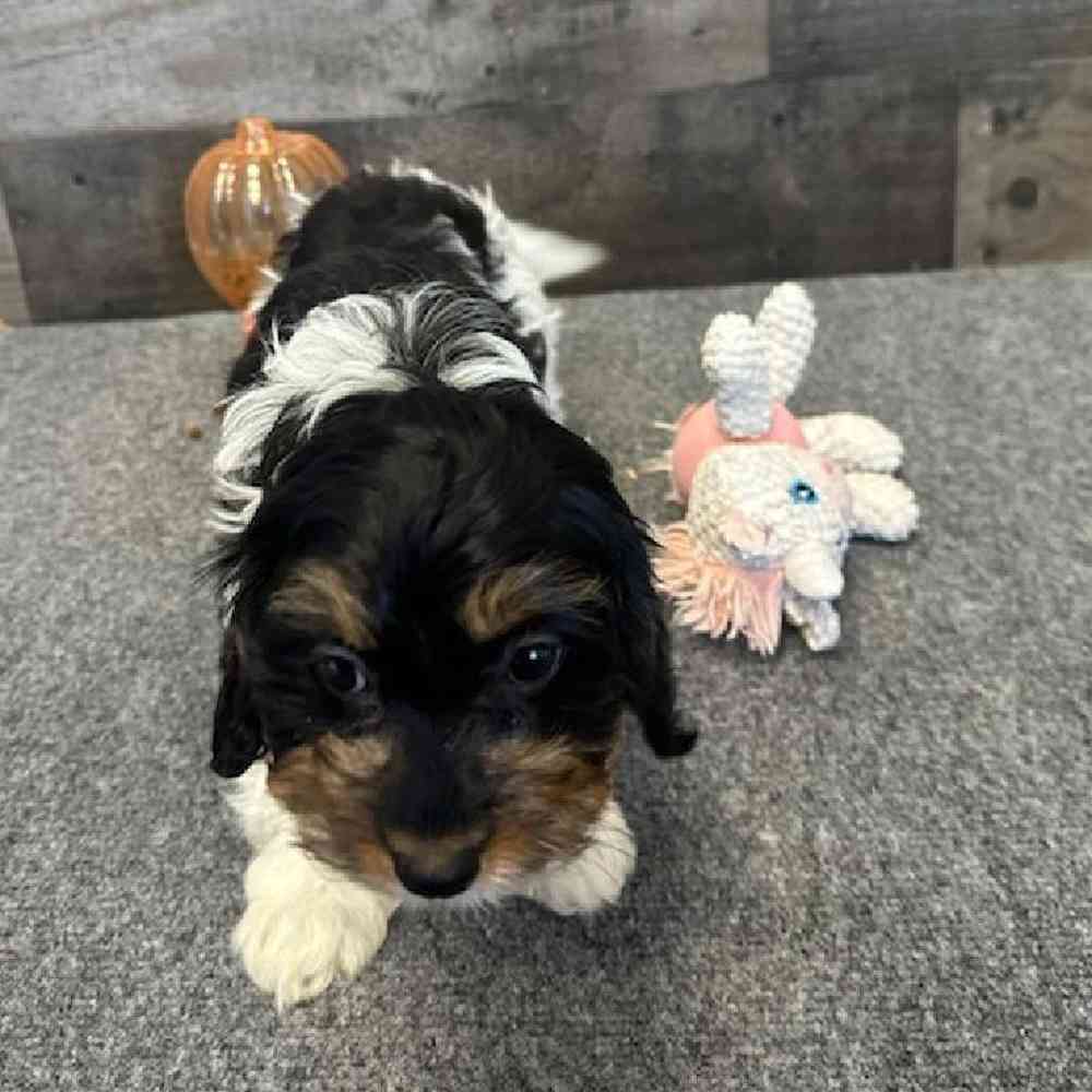 Dogs & Puppies for Sale in Troy, Michigan | The Family Puppy
