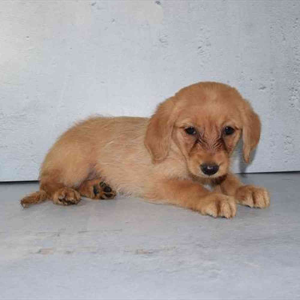 Female Toy Poodle/Labrador Retriever Puppy for sale
