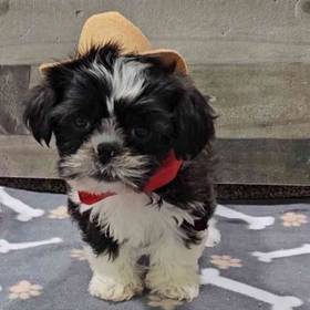 Shih Tzu