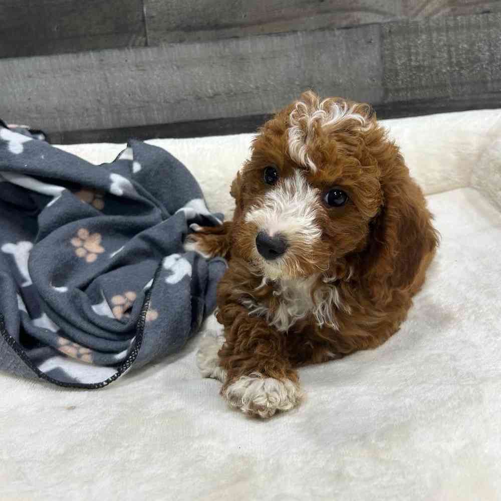 pet breed image