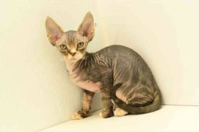 Devon Rex