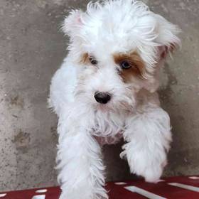 Cavapoo