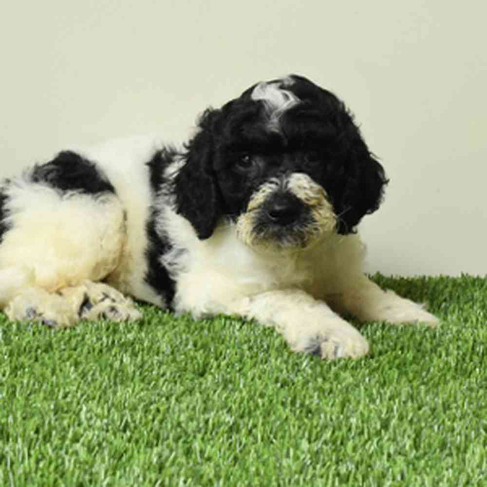 pet breed image