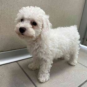 Mini Poodle