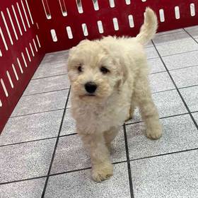 Mini Goldendoodle