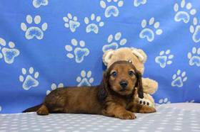 Dachshund