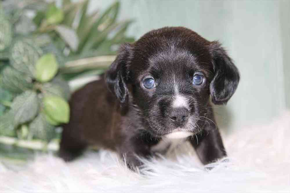Information on Cocker Spaniel-Pembroke Welsh Corgi Puppies for