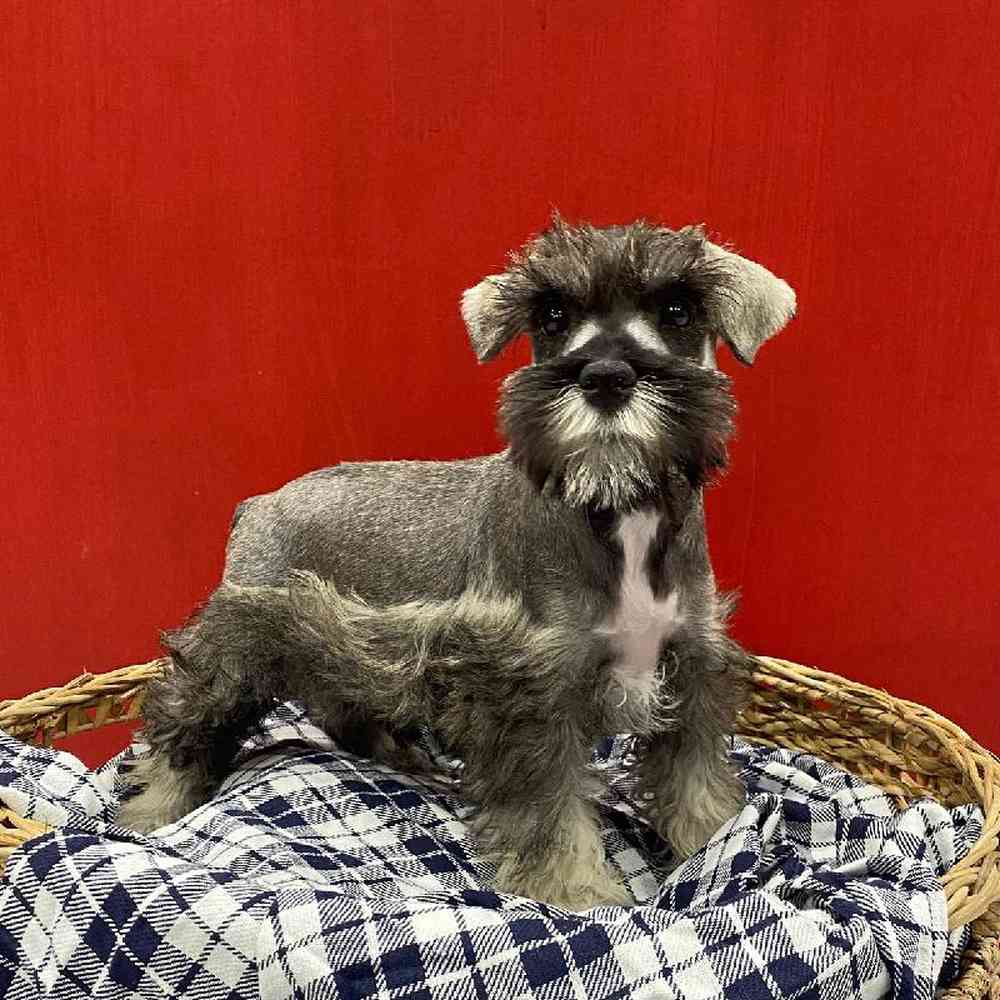 Male Mini Schnauzer Puppy for sale