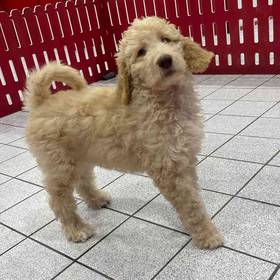 Goldendoodle