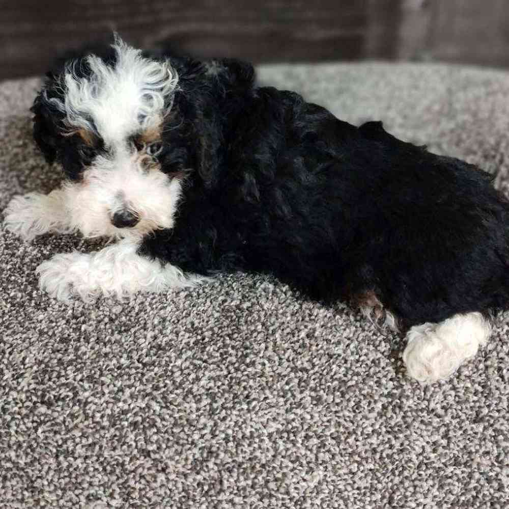 Mini Aussiedoodle